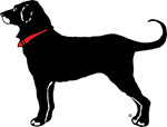 black-dog1
